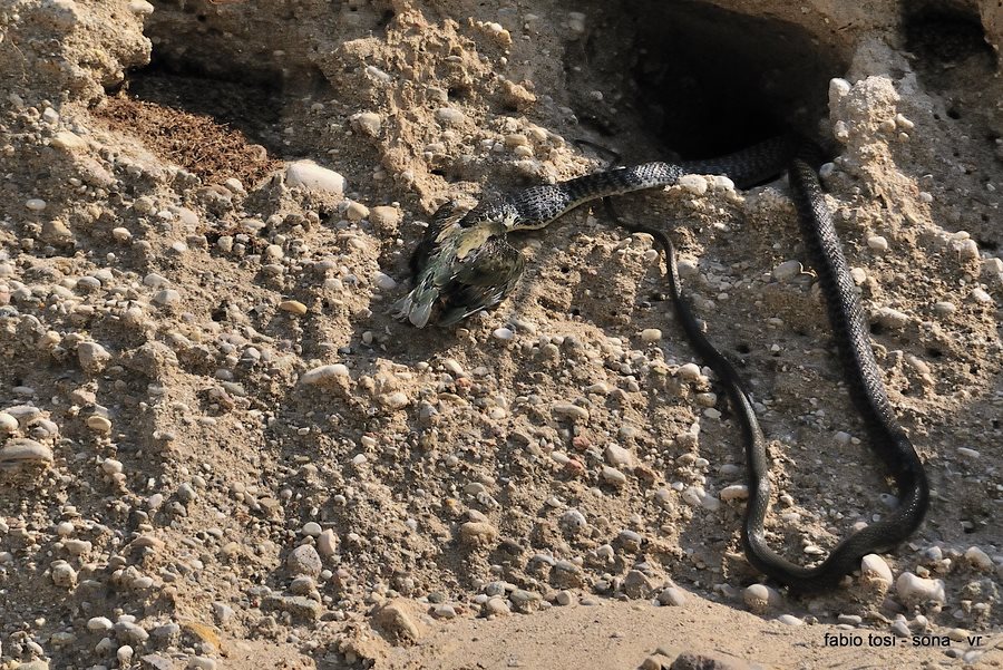 Il caparbio: predazione di biacco (foto-racconto)